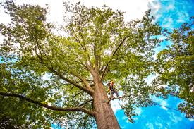 Mulching Services in Lacoochee, FL