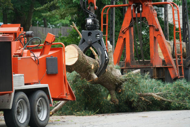 How Our Tree Care Process Works  in  Lacoochee, FL